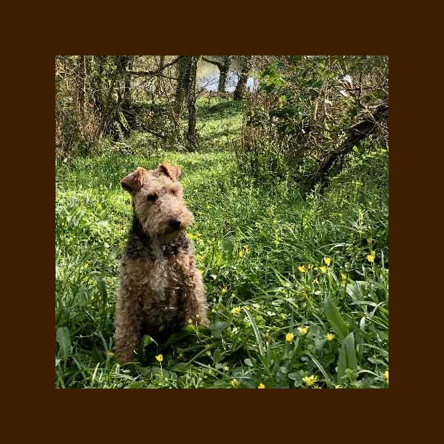 Fox terrier in woodland