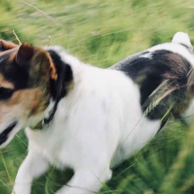 Terrier in long grass