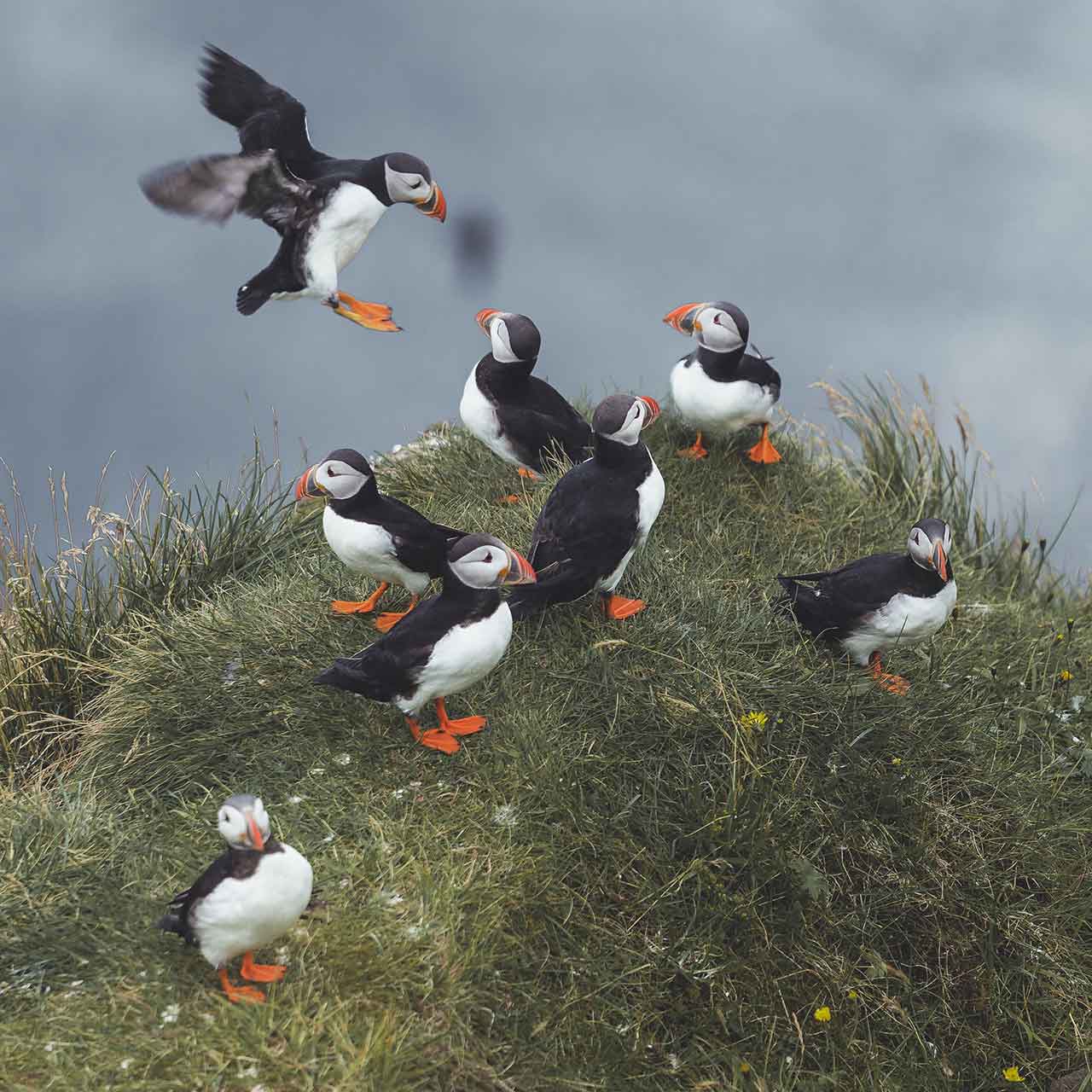 Puffins