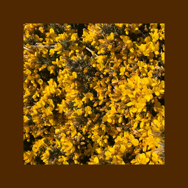Gorse