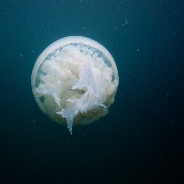 Jellyfish